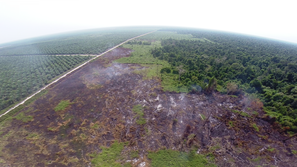 Drone image of illegal peat forest clearing, Kalimantan. (Photo courtesy of WALHI)